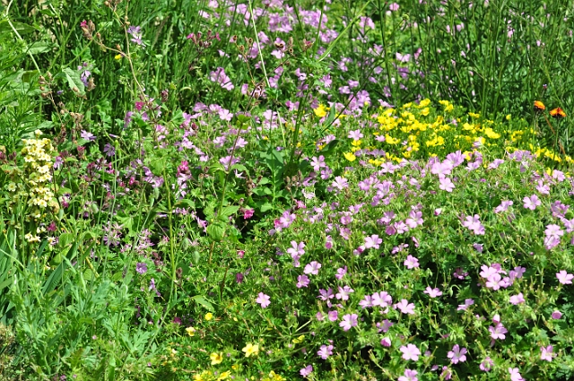 23 06 15_5155.JPG - HENGISTBURY HEAD VISITNG CENTRE, EAST DORSET - 23.6.15